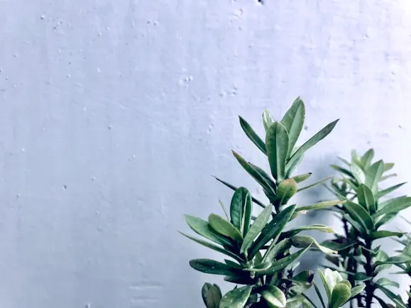 HippoZino Casino Kundeservice